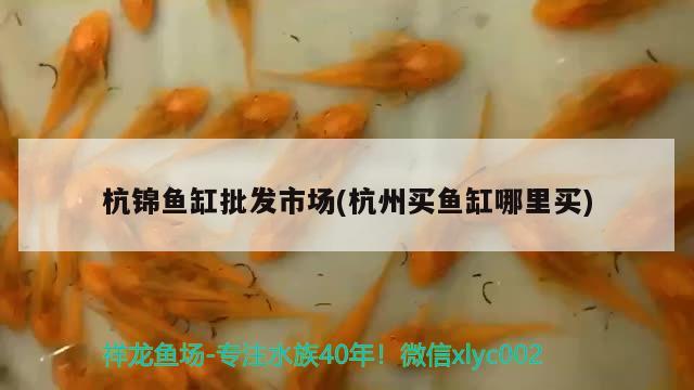 杭錦魚缸批發(fā)市場(杭州買魚缸哪里買) 觀賞魚飼料