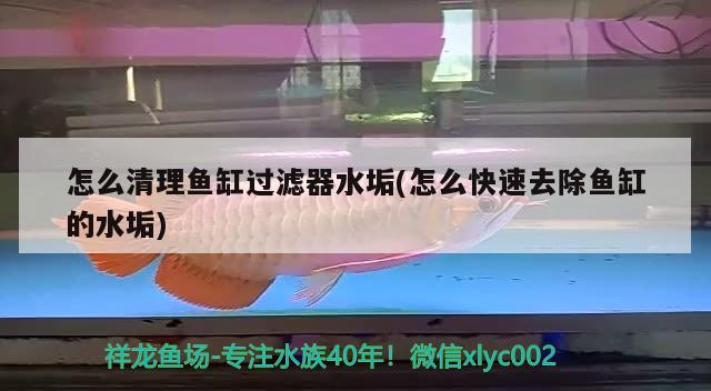 怎么清理魚缸過濾器水垢(怎么快速去除魚缸的水垢)