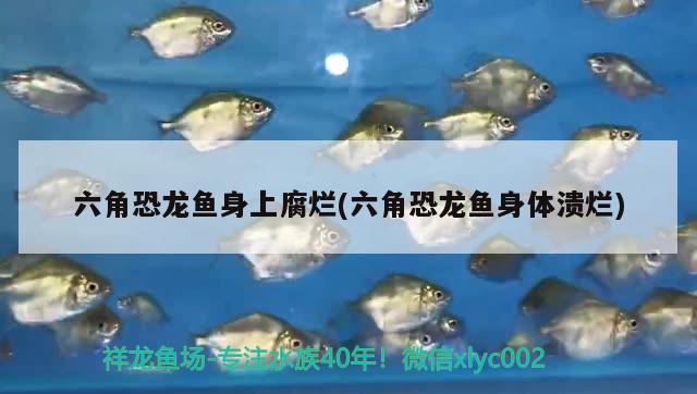 六角恐龍魚身上腐爛(六角恐龍魚身體潰爛)