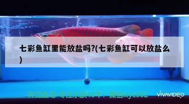 七彩魚缸里能放鹽嗎?(七彩魚缸可以放鹽么) 斑馬鴨嘴魚苗