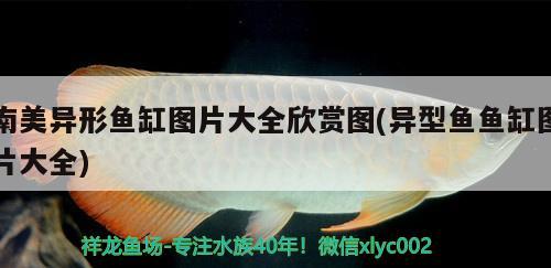 南美異形魚缸圖片大全欣賞圖(異型魚魚缸圖片大全) 造景/裝飾