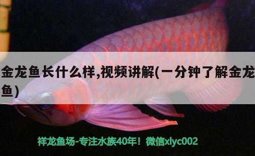 金龍魚長什么樣,視頻講解(一分鐘了解金龍魚) 魟魚百科 第2張