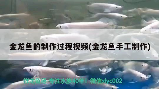 金龍魚的制作過程視頻(金龍魚手工制作) 巴卡雷龍魚