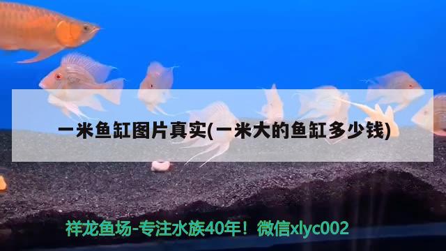 一米魚缸圖片真實(一米大的魚缸多少錢)