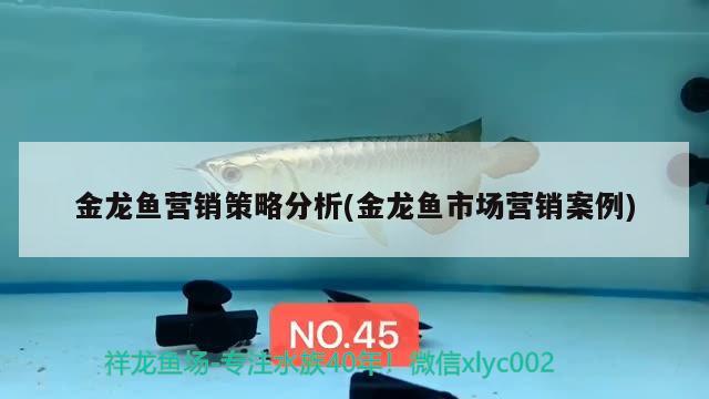 金龍魚營銷策略分析(金龍魚市場營銷案例)