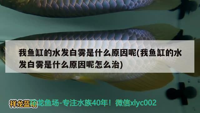 我魚缸的水發(fā)白霧是什么原因呢(我魚缸的水發(fā)白霧是什么原因呢怎么治) 鐵甲武士