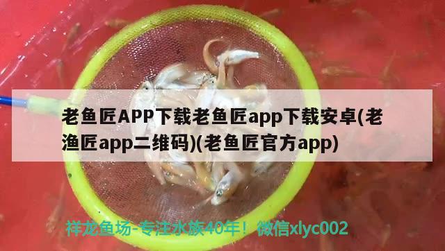 老魚匠APP下載老魚匠app下載安卓(老漁匠app二維碼)(老魚匠官方app) 老魚匠