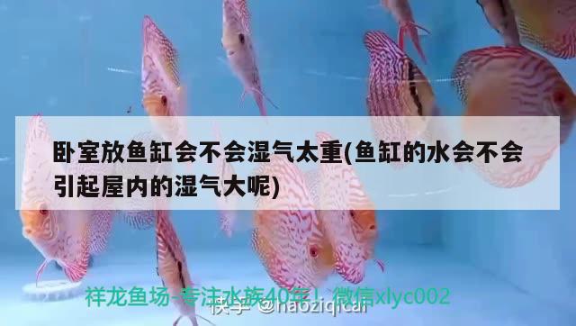 臥室放魚(yú)缸會(huì)不會(huì)濕氣太重(魚(yú)缸的水會(huì)不會(huì)引起屋內(nèi)的濕氣大呢) 大湖紅龍魚(yú)