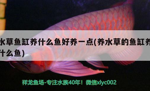 水草魚缸養(yǎng)什么魚好養(yǎng)一點(養(yǎng)水草的魚缸養(yǎng)什么魚) 水草