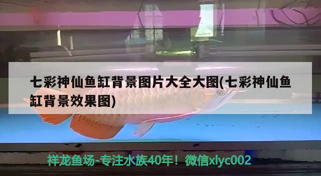 七彩神仙魚(yú)缸背景圖片大全大圖(七彩神仙魚(yú)缸背景效果圖) 七彩神仙魚(yú)