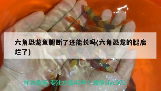 六角恐龍魚腿斷了還能長嗎(六角恐龍的腿腐爛了)