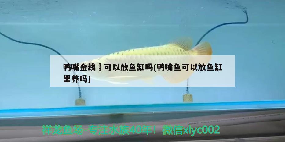 鴨嘴金線鲃可以放魚缸嗎(鴨嘴魚可以放魚缸里養(yǎng)嗎)