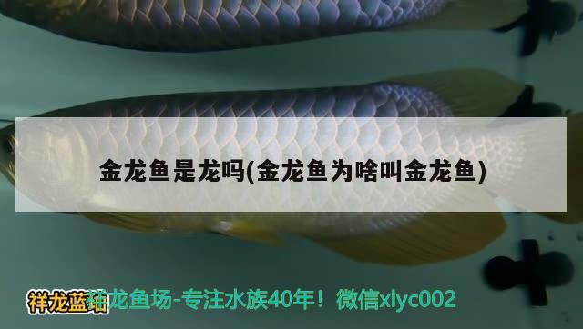 金龍魚是龍嗎(金龍魚為啥叫金龍魚)