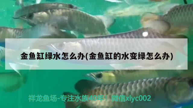 金魚缸綠水怎么辦(金魚缸的水變綠怎么辦)