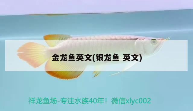 金龍魚英文(銀龍魚英文)