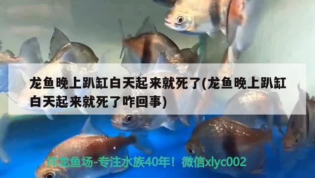 龍魚晚上趴缸白天起來就死了(龍魚晚上趴缸白天起來就死了咋回事) 南美異型魚