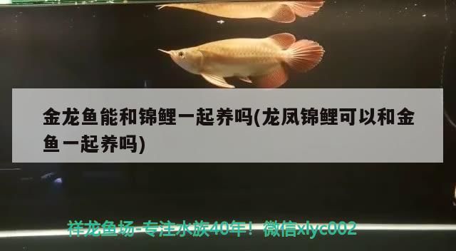 金龍魚(yú)能和錦鯉一起養(yǎng)嗎(龍鳳錦鯉可以和金魚(yú)一起養(yǎng)嗎) 粗線銀版魚(yú)