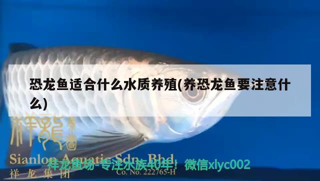 恐龍魚適合什么水質(zhì)養(yǎng)殖(養(yǎng)恐龍魚要注意什么) 胭脂孔雀龍魚