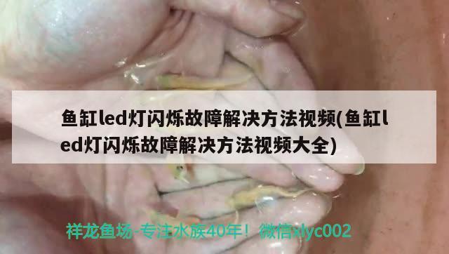 魚缸led燈閃爍故障解決方法視頻(魚缸led燈閃爍故障解決方法視頻大全) 丹頂錦鯉魚