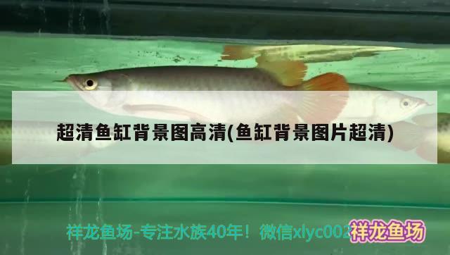 超清魚缸背景圖高清(魚缸背景圖片超清)