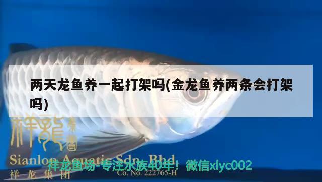 兩天龍魚養(yǎng)一起打架嗎(金龍魚養(yǎng)兩條會打架嗎)