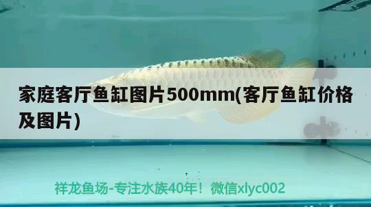 家庭客廳魚缸圖片500mm(客廳魚缸價格及圖片)