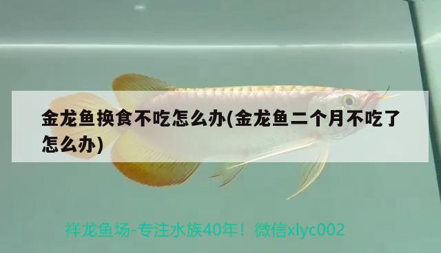 金龍魚換食不吃怎么辦(金龍魚二個月不吃了怎么辦)