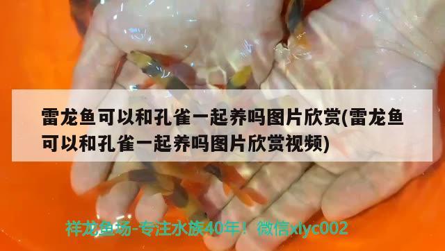 雷龍魚可以和孔雀一起養(yǎng)嗎圖片欣賞(雷龍魚可以和孔雀一起養(yǎng)嗎圖片欣賞視頻) 粗線銀版魚苗