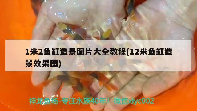 1米2魚(yú)缸造景圖片大全教程(12米魚(yú)缸造景效果圖) 斯維尼關(guān)刀魚(yú)