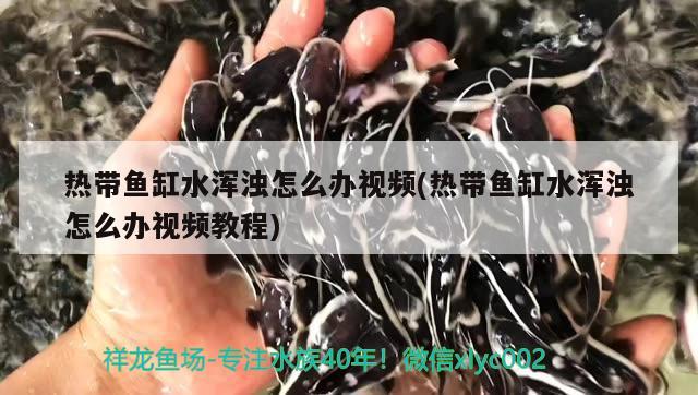 熱帶魚缸水渾濁怎么辦視頻(熱帶魚缸水渾濁怎么辦視頻教程) 森森魚缸