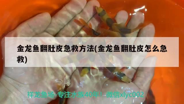 金龍魚翻肚皮急救方法(金龍魚翻肚皮怎么急救)