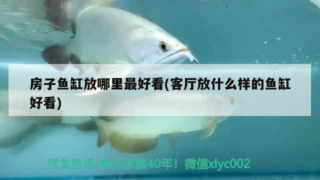 房子魚缸放哪里最好看(客廳放什么樣的魚缸好看) 鴨嘴鯊魚