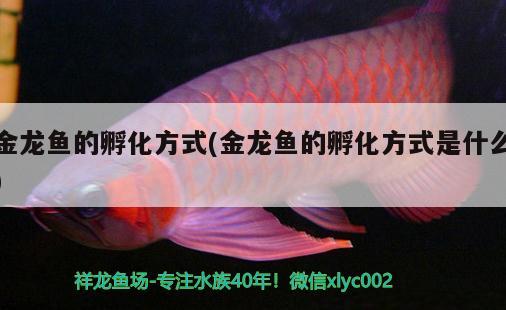 金龍魚的孵化方式(金龍魚的孵化方式是什么) 白化巴西龜（白巴）