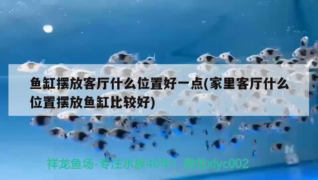 魚缸擺放客廳什么位置好一點(diǎn)(家里客廳什么位置擺放魚缸比較好) 藍(lán)底過背金龍魚