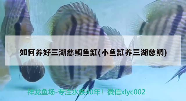 如何養(yǎng)好三湖慈鯛魚缸(小魚缸養(yǎng)三湖慈鯛) 觀賞魚進(jìn)出口