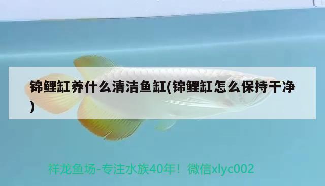 錦鯉缸養(yǎng)什么清潔魚缸(錦鯉缸怎么保持干凈)