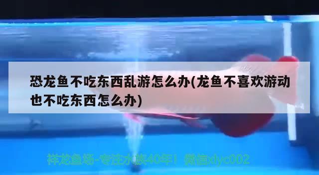 恐龍魚不吃東西亂游怎么辦(龍魚不喜歡游動也不吃東西怎么辦) 黑金魟魚 第1張