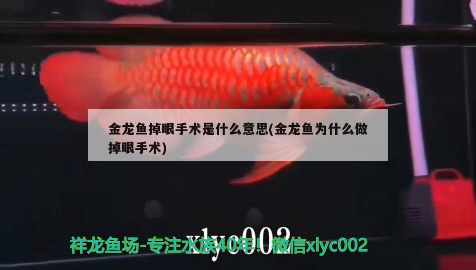 金龍魚掉眼手術(shù)是什么意思(金龍魚為什么做掉眼手術(shù)) 黃金河虎魚