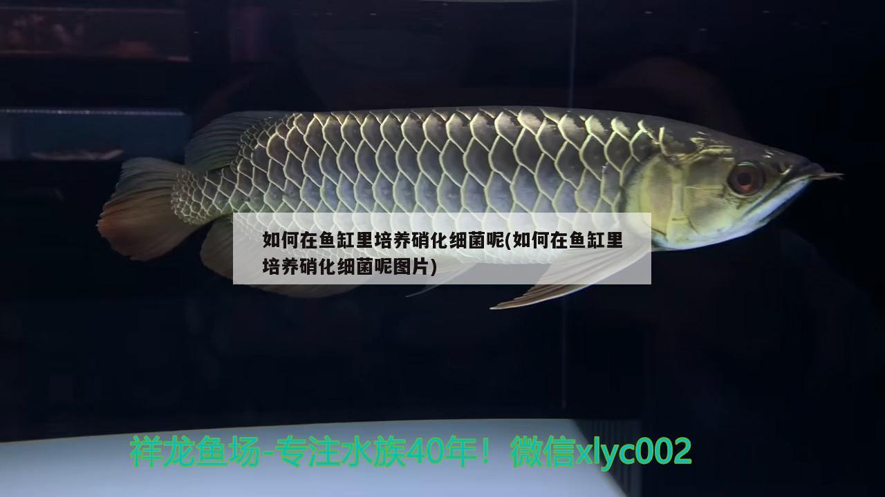 如何在魚(yú)缸里培養(yǎng)硝化細(xì)菌呢(如何在魚(yú)缸里培養(yǎng)硝化細(xì)菌呢圖片) 硝化細(xì)菌