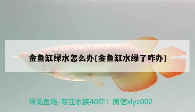 金魚缸綠水怎么辦(金魚缸水綠了咋辦) 元寶鳳凰魚