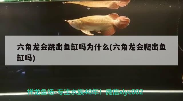 六角龍會(huì)跳出魚(yú)缸嗎為什么(六角龍會(huì)爬出魚(yú)缸嗎) 銀龍魚(yú)苗