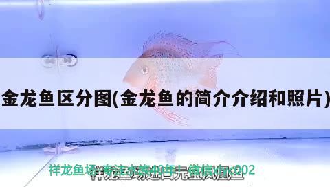 金龍魚區(qū)分圖(金龍魚的簡(jiǎn)介介紹和照片)