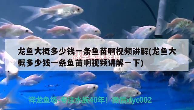 龍魚大概多少錢一條魚苗啊視頻講解(龍魚大概多少錢一條魚苗啊視頻講解一下) 祥龍金禾金龍魚