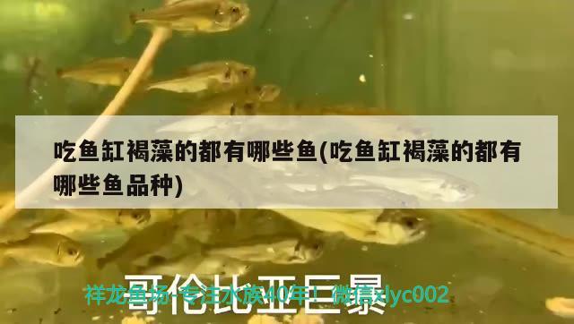 吃魚缸褐藻的都有哪些魚(吃魚缸褐藻的都有哪些魚品種) 綠皮辣椒小紅龍 第1張