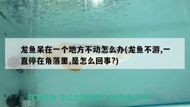 龍魚呆在一個地方不動怎么辦(龍魚不游,一直停在角落里,是怎么回事?) 白條過背金龍魚