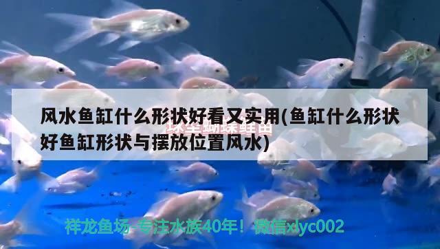 風(fēng)水魚缸什么形狀好看又實用(魚缸什么形狀好魚缸形狀與擺放位置風(fēng)水)