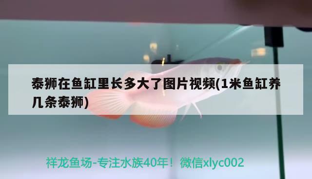 泰獅在魚缸里長多大了圖片視頻(1米魚缸養(yǎng)幾條泰獅) 定時器/自控系統(tǒng)