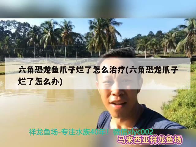 六角恐龍魚爪子爛了怎么治療(六角恐龍爪子爛了怎么辦) 胭脂孔雀龍魚