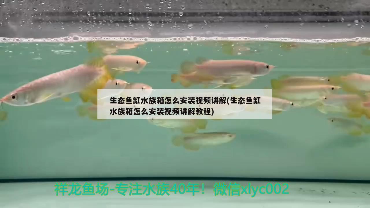 生態(tài)魚缸水族箱怎么安裝視頻講解(生態(tài)魚缸水族箱怎么安裝視頻講解教程)