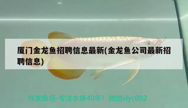 廈門金龍魚招聘信息最新(金龍魚公司最新招聘信息) 觀賞魚進(jìn)出口 第1張